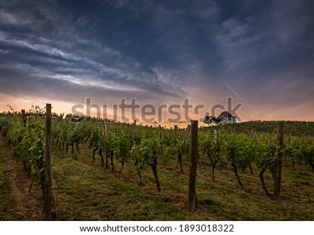 Zlati gric vineyard in Slovenia on summer morning