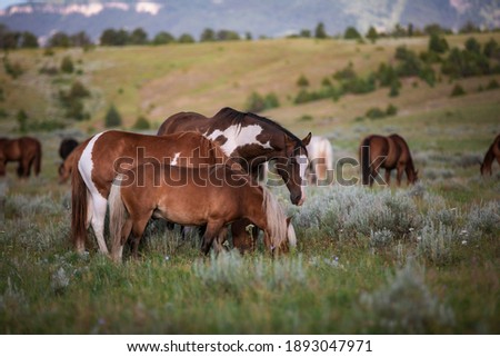 American ranch horses in Montana