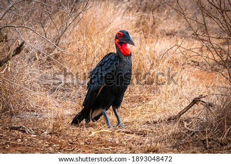 Southern ground hornbill with his black plumage and red throat (scientific name: Bucorvus leadbeateri) is an endangered carnivorous bird only living in Africa. Picture taken in Kruger National Park