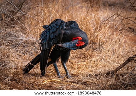 Southern ground hornbill with his black plumage and red throat (scientific name: Bucorvus leadbeateri) is an endangered carnivorous bird only living in Africa. Picture taken in Kruger National Park