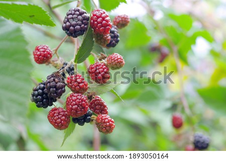 black raspberry berries on branchlets. Berries with different degrees of ripeness and different colors: red and black, as a brownish and purple shades Royalty-Free Stock Photo #1893050164