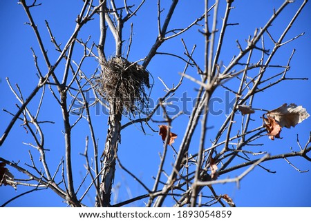 A bird’s nest high up in a tree. Picture taken in St. Peters, Missouri.
