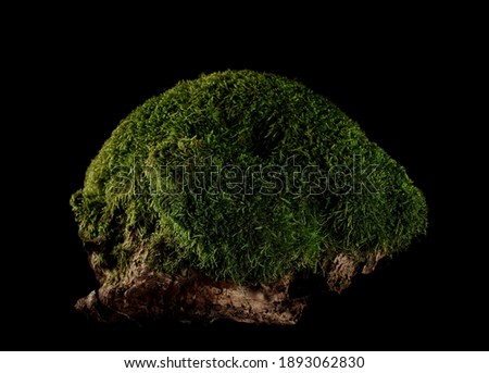 Green moss with grass isolated on black background, clipping path