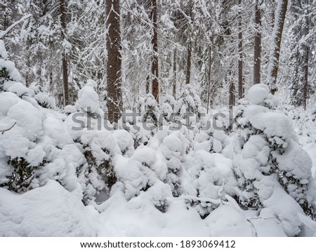 Trees covered with a thick layer of fresh snow after heavy snowfall in the forest