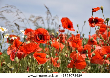 Beautiful blossom poppies in a low perspective image