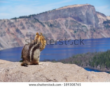 Golden-mantled squirrel at Crater lake in Oregon