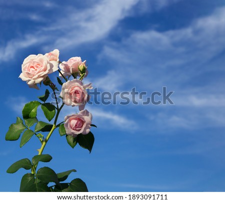 sprig of light pink tender roses against the backdrop of a beautiful blue sky and white clouds. Sunny, festive, bright, positive picture. Copy space. greeting card