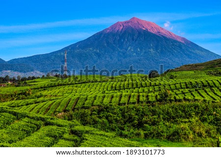 Tea plantations and Kerinci mountain. Mount Kerinci is the highest mountain in Sumatra and the highest volcano in Indonesia with an altitude of 3,805 masl. Kayu Aro, Kerinci, Jambi, Indonesia, Asia.  Royalty-Free Stock Photo #1893101773