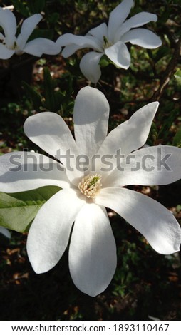 Blooming magnolia close up in Riga Botanical garden