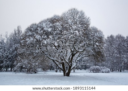 Trees in the snow, winter background