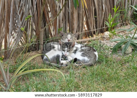 Two grey and white cats, mother and kitten, relaxing in the grass (backyard).