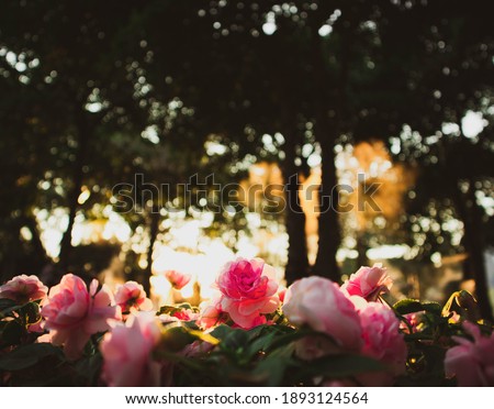 pink roses in Flower garden forest spring and sunset