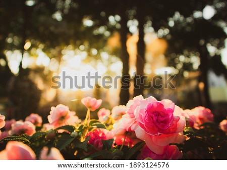 pink roses in Flower garden forest spring and sunset