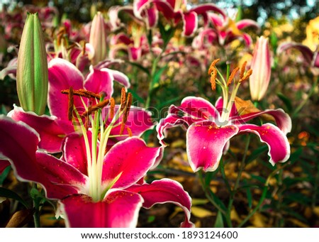 pink flower in Flower garden forest 