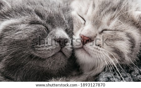 Couple happy kittens sleep relax together. Kitten family in love. Adorable kitty noses for Valentine s Day.Long web banner close up. Cozy home animal sleeping comfortably Royalty-Free Stock Photo #1893127870