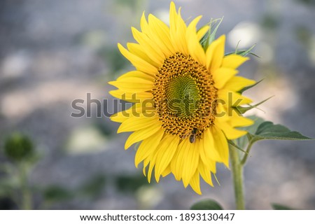 A selective focus shot of a beautiful sunflower with a bee on it, outdoors