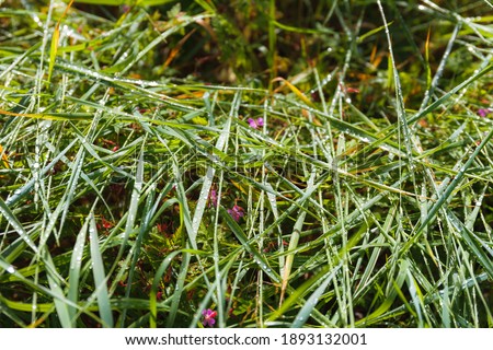 Green grass with drops of dew. Close up view.