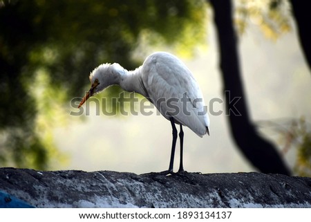 Beautiful picture of Great Egret, Background Blur