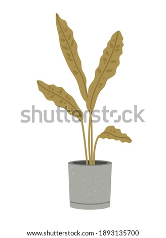 Vector illustration of the flowerpot with calathea lancifolia, isolated on a white background. Concept of home flower, springtime gardening, floriculture. Hand-drawn set in flat style.