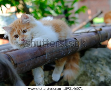 Ginger cat lying on bamboo at the morning. Young Tabby cat playing on the bamboo.