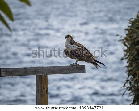 Osprey eating a fish overlooking the sea