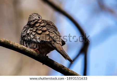 portrait of a Scaled Dove perched