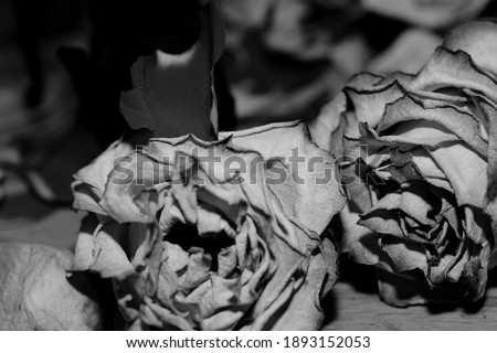 pictures of roses and flowers