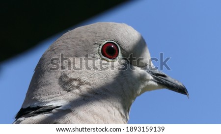 Collared Dove with a blue sky background in UK 