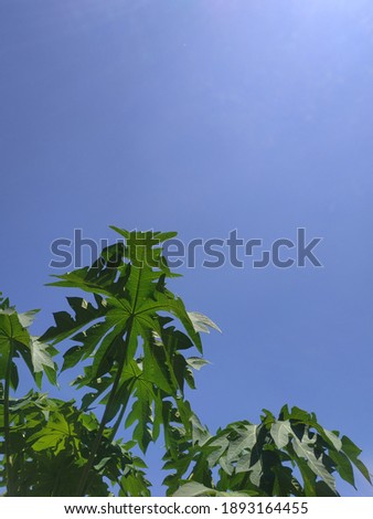 skies view under papaya tree