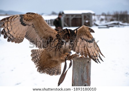 Eurasian Eagle Owl (Bubo Bubo) during falconry training.