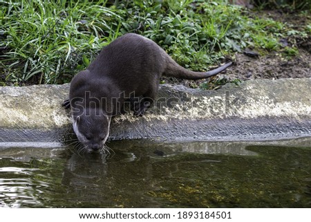 A hairy-nosed otter, a semiaquatic mammal endemic to Southeast Asia