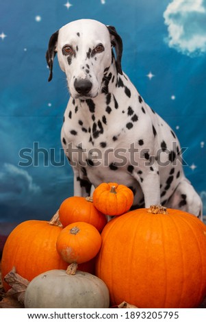 a pet dalmatian is posing behind a pumpkin for a haloween holiday photoshoot