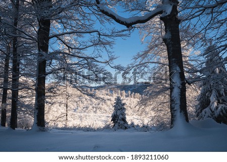 Beautiful winter scenery in a snowy forest on a sunny day of january 2021, Carpathian Mountains, Romania