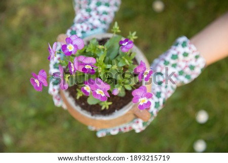 Beautiful purple pansies in the pot. Hands of gardener with purple pansies. Spring time.