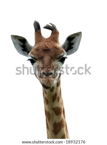 Portrait of young giraffe isolated on white background.