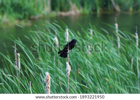 Red Winged Blackbird holding on to a cat tail on a windy day near river bank