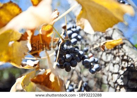 Deep purple grapes hanging from a grapevine.