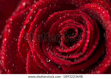 Close up macro photo picture of red rose flower with shiny shimmer glamorous rain drops