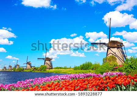 Beautiful colorful spring landscape in Netherlands, Europe. Famous windmills in Kinderdijk village with tulips flowers flowerbed in Holland. Famous tourist attraction in Holland. Royalty-Free Stock Photo #1893228877