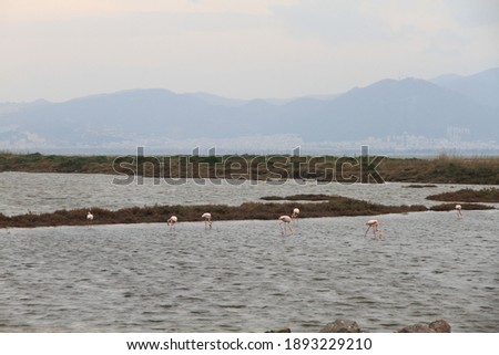 Flamingos in Izmir Bird Paradise. IZMIR, TURKEY 