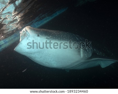whale shark during night dive