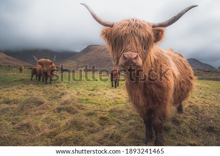 A Highland Cow (bos taurus taurus) or sometimes known as a Hairy Coo are a rustic cattle breed reared for beef and found throughout the Scottish Highlands in Scotland.