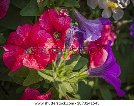 A selective focus shot of pink and purple petunias