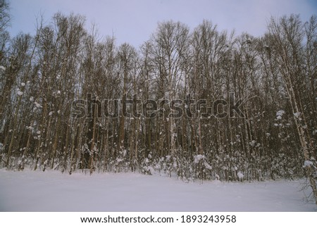 Winter forest  in Fairbanks, Alaska