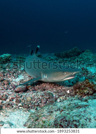 reef shark laying on the groud