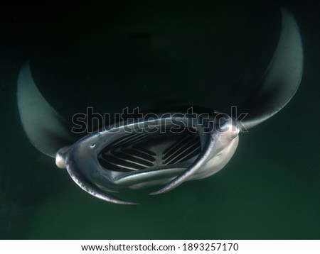 manta ray druing night dive