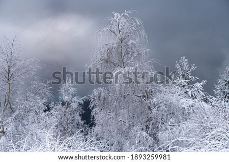 A scener of a forest covered with snow captured during the winter