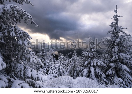 A beautiful scenery of a forest covered with snow captured during the winter