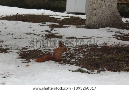 A squirrel in a winter park in Kyiv, Ukraine