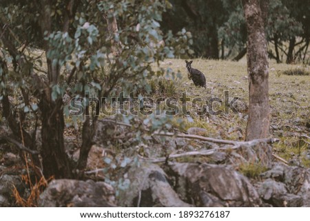 Kangaroo in the wild, New South Wales, Australia
